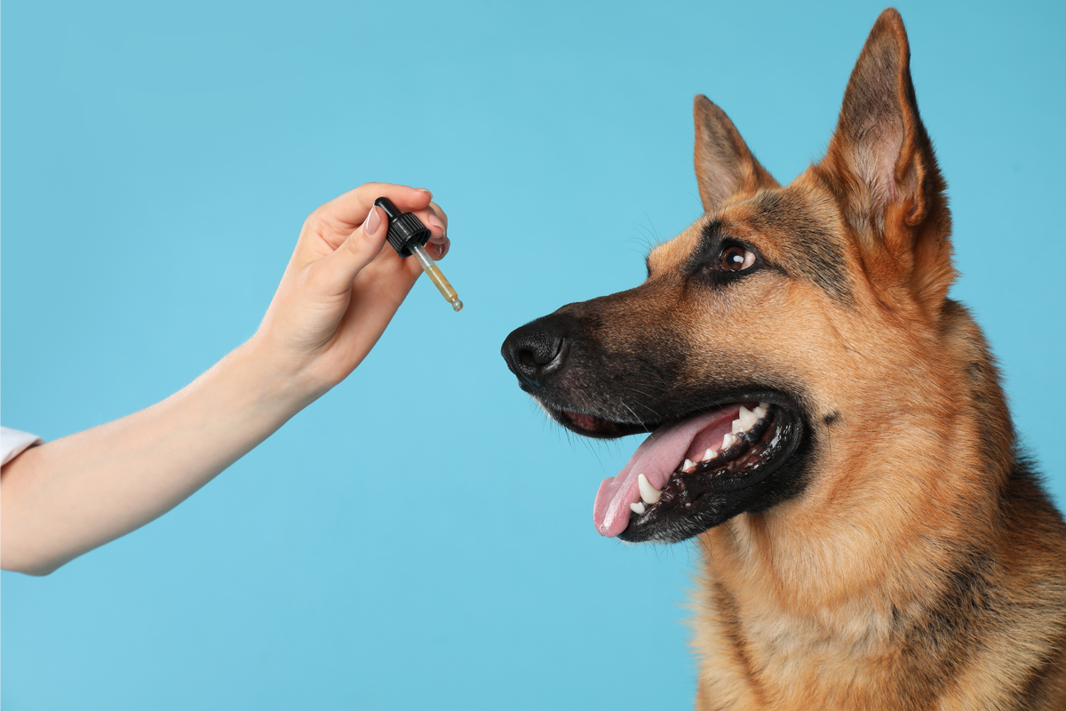 CBD Oil for Pets Near Me